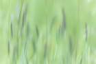 Alaska-Tongass National Forest Abstract of meadow grass  - by Jaynes Gallery | Danita Delimont Photos | Jaynes Gallery